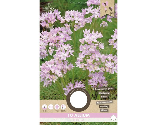 Verpackung Zierlauch Allium roseum mit Blütezeit, Pflanzzeit und Pflanzenhöhe