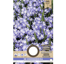 Verpackung von 30 Chionodoxa Luciliae, bekannt als Schneeglanz