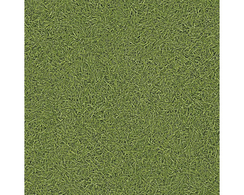 Nahaufnahme von Rasen