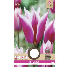 Tulpe Claudia, Packung mit acht Blumenzwiebeln