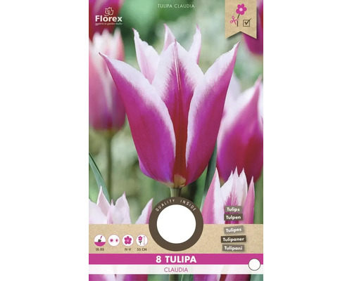 Tulpe Claudia, Packung mit acht Blumenzwiebeln