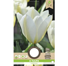 Verpackung von 8 Tulipa Purissima Blumenzwiebeln