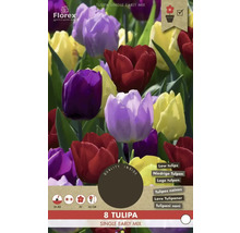 Verpackung mit 8 einzelnen frühen Tulpenmischungen