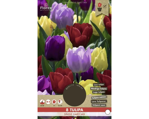 Verpackung mit 8 einzelnen frühen Tulpenmischungen