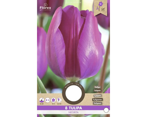 Tulipa Negrita Packung mit 8 Blumenzwiebeln