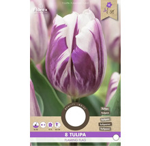 Tulpenzwiebeln Flaming Flag, Pflanzzeit September bis Dezember, Blütezeit April bis Mai