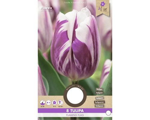 Blumenzwiebel Tulpe ' Flaming Flag ' 8 Stück Tulpenzwiebeln Flaming Flag, Pflanzzeit September bis Dezember, Blütezeit April bis Mai