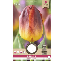 Tulipa Amber Glow Blumenzwiebelpackung mit acht Stück