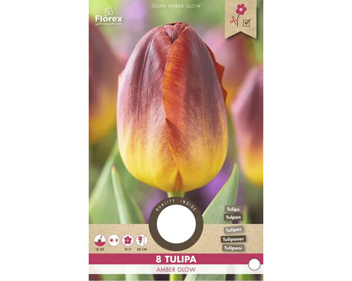 Blumenzwiebel Tulpe ' Amber Glow ' 8 Stück Tulipa Amber Glow Blumenzwiebelpackung mit acht Stück