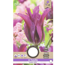 Verpackung mit acht Tulpen der Sorte Purple Doll