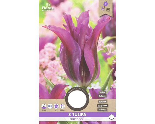 Blumenzwiebel Tulpe ' Purple Doll ' 8 Stück Verpackung mit acht Tulpen der Sorte Purple Doll
