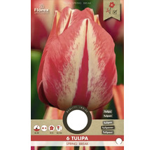Tulipa Spring Break, Blumenzwiebelpackung mit sechs Stück