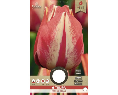 Blumenzwiebel Tulpe ' Spryng break ' 6 Stück Tulipa Spring Break, Blumenzwiebelpackung mit sechs Stück