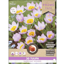 Verpackung Tulpen Bakeri Lilac Wonder, 30 Stück