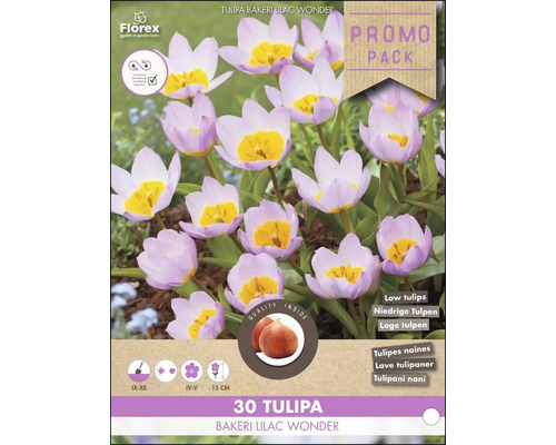Verpackung Tulpen Bakeri Lilac Wonder, 30 Stück