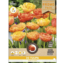 20 Tulpen Blumenzwiebeln Sun Lover im Promo Pack