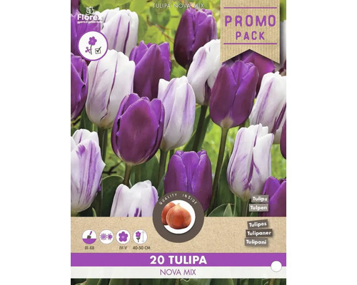 Tulipa Nova Mix Packung mit Blumenzwiebeln