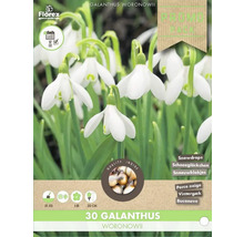 Verpackung Schneeglöckchen Galanthus Woronowii, 30 Stück