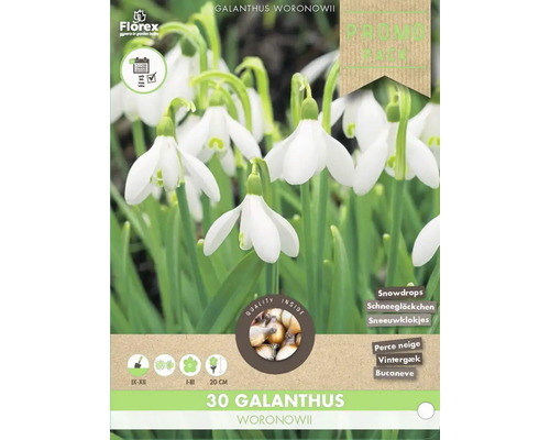 Verpackung Schneeglöckchen Galanthus Woronowii, 30 Stück