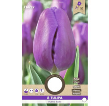 Verpackung mit 8 Tulpen Purple Rain