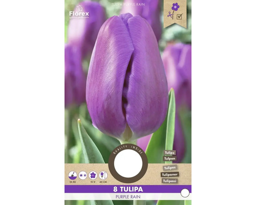 Verpackung mit 8 Tulpen Purple Rain
