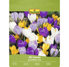 FloraSelf Krokus Grandiflora Mischung, 30 Stück