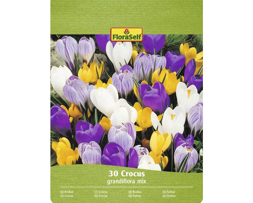 Blumenzwiebel Krokus FloraSelf ' Grandiflora Mischung ' 30 Stück FloraSelf Krokus Grandiflora Mischung, 30 Stück