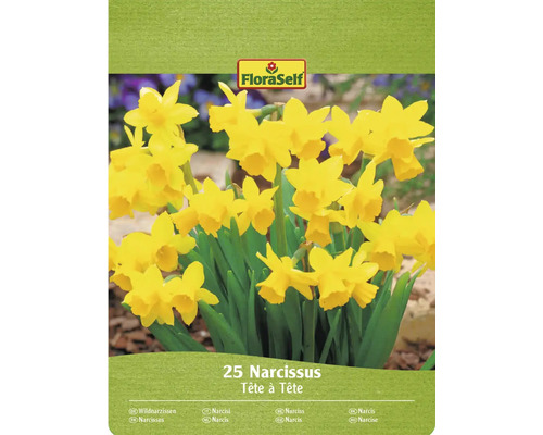 Blumenzwiebel Narzisse FloraSelf ' Botanisch Tete a Tete ' 25 Stück FloraSelf Narzissen Tête à Tête, Packung mit 25 Stück