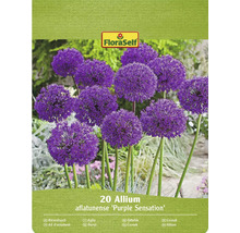 Verpackung mit 20 Allium aflatunense Purple Sensation Blumenzwiebeln
