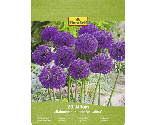 Blumenzwiebel Zierlauch FloraSelf ' Purple Sensation ' 20 Stück Verpackung mit 20 Allium aflatunense Purple Sensation Blumenzwiebeln