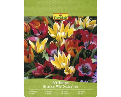 Blumenzwiebel Tulpe FloraSelf 'Combi "Wild Wonders" 33 Stück FloraSelf Wild Cottage Tulpenmischung, 33 Stück