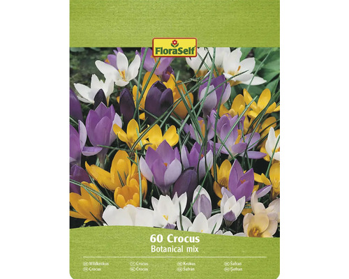 Blumenzwiebel Krokus FloraSelf ' Botanische Mischung ' 60 Stück FloraSelf Krokus Botanical Mix Packung mit 60 Stück