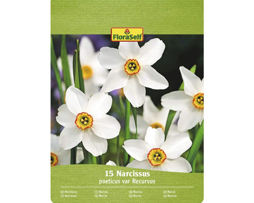 Blumenzwiebel Narzisse FloraSelf ' Recurvus ' 15 Stück FloraSelf Packung mit 15 Narzissen poeticus var Recurvus