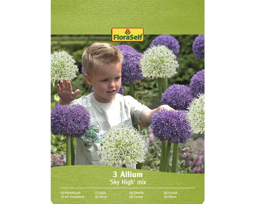 Blumenzwiebel Zierlauch FloraSelf ' "Sky High" Mischung ' 3 Stück Verpackung von 3 Allium 'Sky High' Mischzwiebeln mit FloraSelf Logo