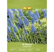 FloraSelf 30 Traubenhyazinthe Blumenzwiebeln Packung