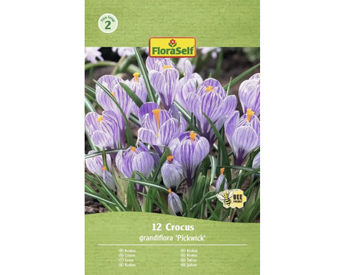 Blumenzwiebel Krokus FloraSelf ' Pickwick ' 12 Stück Packung mit 12 Krokussen der Sorte Grandiflora 'Pickwick' mit FloraSelf Logo und 'Bienenfreundlich' Symbol