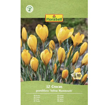 FloraSelf Krokus grandiflora Yellow Mammouth Packung mit 12 Stück