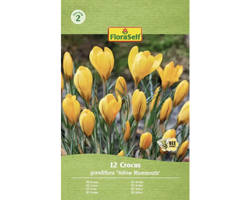 Blumenzwiebel Krokus FloraSelf ' Yellow Mammouth ' 12 Stück FloraSelf Krokus grandiflora Yellow Mammouth Packung mit 12 Stück