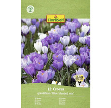 FloraSelf Krokus Grandiflora Blue Blended Mix, Packung mit 12 Stück