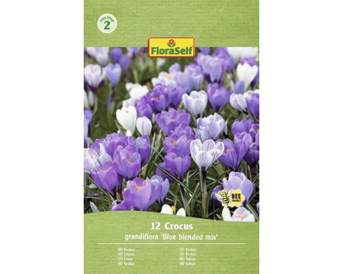 FloraSelf Krokus Grandiflora Blue Blended Mix, Packung mit 12 Stück