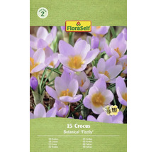 Verpackung mit 15 Krokus Botanical 'Firefly' Blumenzwiebeln