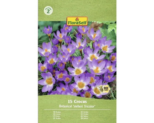Blumenzwiebel Krokus FloraSelf ' Tricolor ' 15 Stück Packung mit 15 Krokussen der Sorte Botanical sieberi Tricolor von FloraSelf