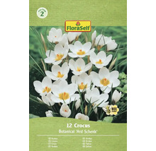 Packung mit 12 Krokussen der Sorte Botanical 'Ard Schenk'