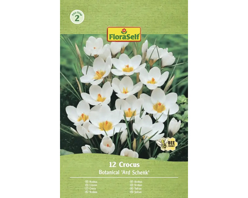 Blumenzwiebel Krokus FloraSelf ' Ard Schenk ' 12 Stück Packung mit 12 Krokussen der Sorte Botanical 'Ard Schenk'