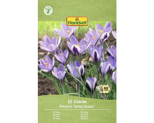 Blumenzwiebel Krokus FloraSelf ' Spring Beauty ' 12 Stück Packung mit 12 Krokus Blumenzwiebeln der Sorte Botanical 'Spring Beauty'