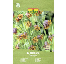 Verpackung mit zehn Fritillaria Uva-Vulpis Schachbrettblumen