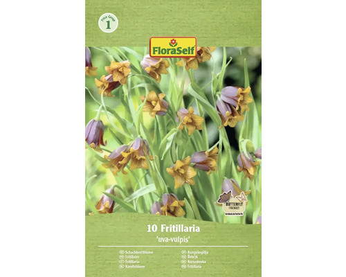 Verpackung mit zehn Fritillaria Uva-Vulpis Schachbrettblumen