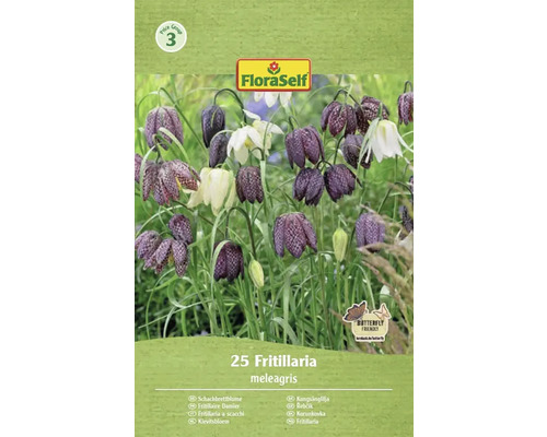Blumenzwiebel Schachbrettblume, Kaiserkrone FloraSelf Fritillaria meleagris 25 Stück FloraSelf Schachbrettblumen Blumenzwiebelpackung mit 25 Stück