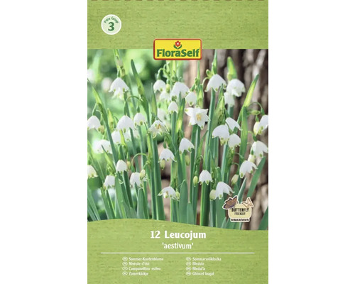 Packung Sommerknotenblume Leucojum aestivum
