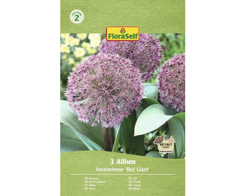 Blumenzwiebel Zierlauch FloraSelf ' Red Giant ' 3 Stück Verpackung mit drei Zierlauch Blumenzwiebeln der Sorte Allium karataviense Red Giant